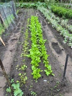 eshoftuin_voorjaar_11.jpg